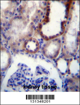 IGSF8 Antibody (Center)