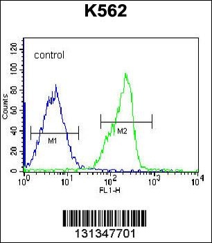 ZNF146 Antibody (N-term)
