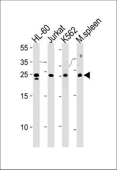 TSN Antibody (Center)