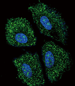 UGT2B15 Antibody (Center)