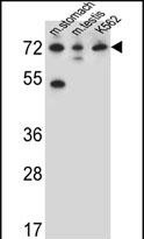 C12orf56 Antibody (N-term)