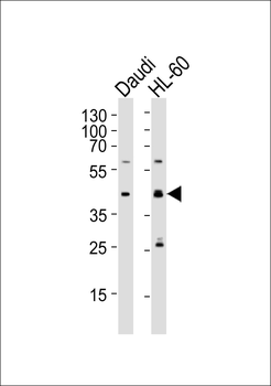 C109B Antibody (C-term)