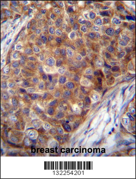COX7A2L Antibody (Center)