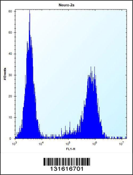 MAP3K15 Antibody (N-term)