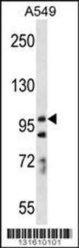 PCDH7 Antibody (C-term)