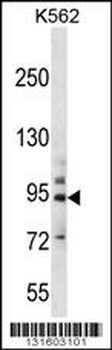 PCDHB14 Antibody (N-term)