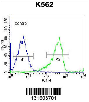 PCDHB14 Antibody (N-term)