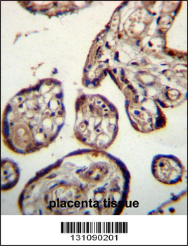 CALU Antibody (C-term)