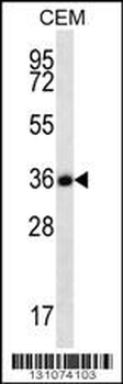 FSTL3 Antibody (C-term)