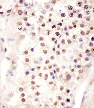 FSTL3 Antibody (C-term)