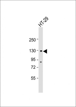 SCAP Antibody (N-term)