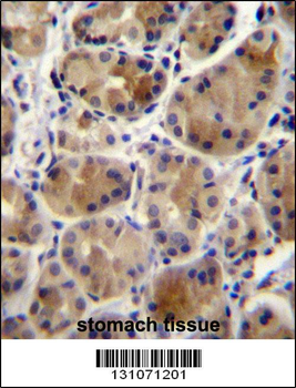 SCAP Antibody (N-term)