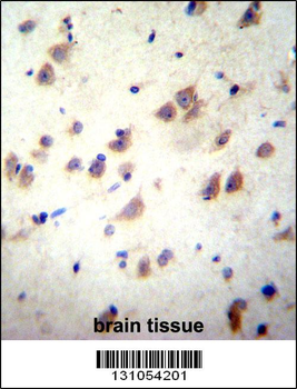 GRIN3B Antibody (C-term)