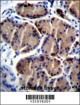 LIPC Antibody (Center)