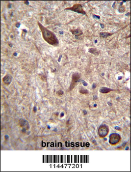 PTN Antibody (C-term)