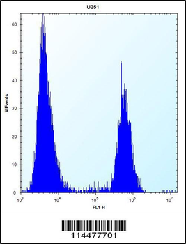 PTN Antibody (C-term)