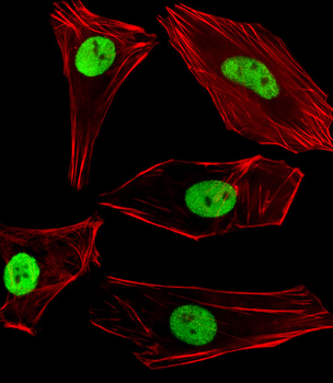 SUMO2/3 Antibody (C-term)