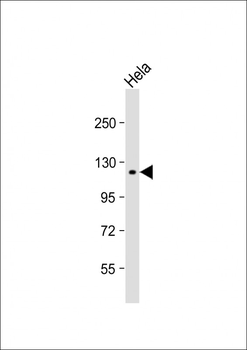 SNX13 Antibody (C-term)