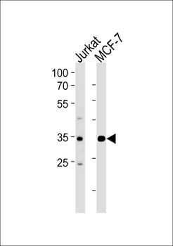 ATF4 Antibody (Center)