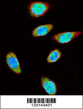 SUMO1 Antibody
