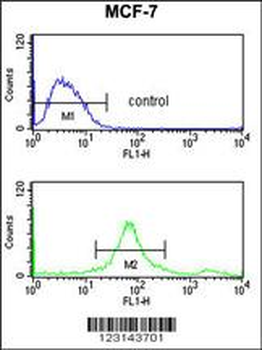 SUMO1 Antibody