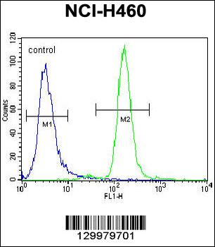 CCNYL3 Antibody (N-term)