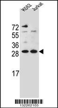 HMG1L10 Antibody (N-term)