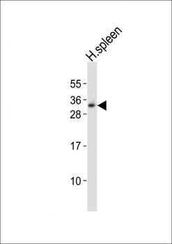 TCRB Antibody (Center)