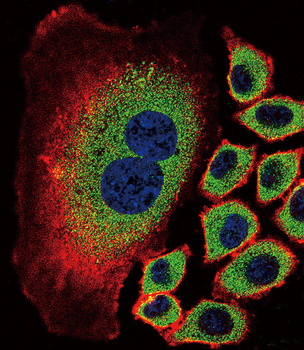 NEU2 Antibody (N-term)