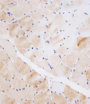 NEU2 Antibody (N-term)