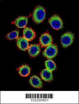 RASGRP2 Antibody (N-term)