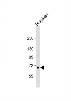 RASGRP2 Antibody (N-term)