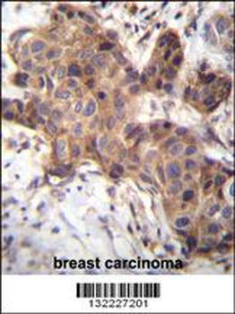 GDF9 Antibody (N-term)