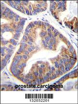 FAM109A Antibody (N-term)