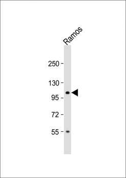 TAF4B Antibody (C-term)