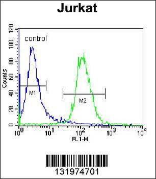 NKD2 Antibody (C-term)