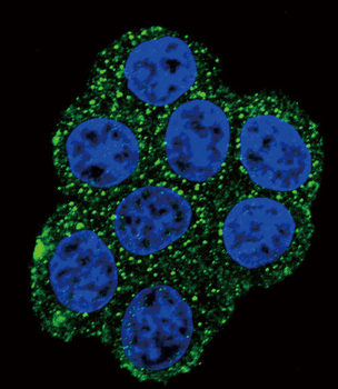 SDHD Antibody (N-term)