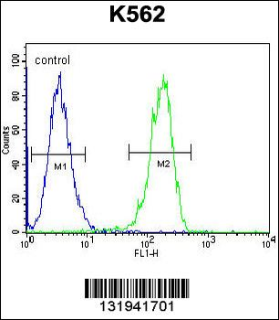 CPSF7 Antibody (C-term)