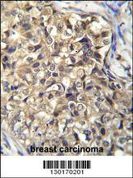 KLHL35 Antibody (C-term)