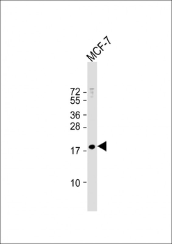 MBD3L3 Antibody (C-term)