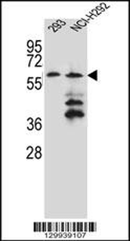 PRAMEF12 Antibody (Center)