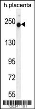 RUSC2 Antibody (N-term)