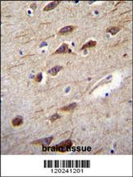 RUSC2 Antibody (N-term)