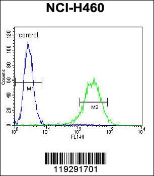 ENPEP Antibody (C-term)