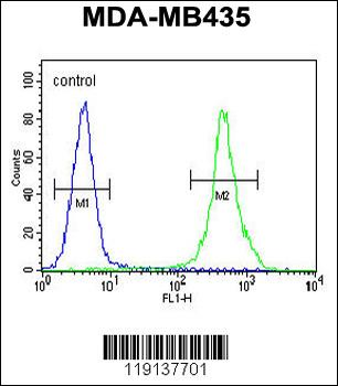 ZEB2 Antibody (C-term)