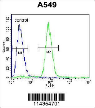 SOX3 Antibody (Center P204)