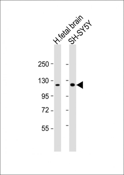 Kif5C-2 Antibody