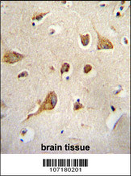 Kif5C-2 Antibody