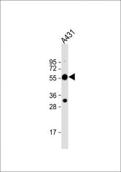 TUBA1C Antibody (C-term)