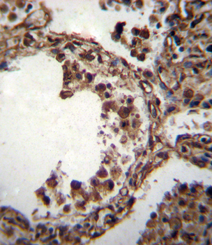 TUBA1C Antibody (C-term)
